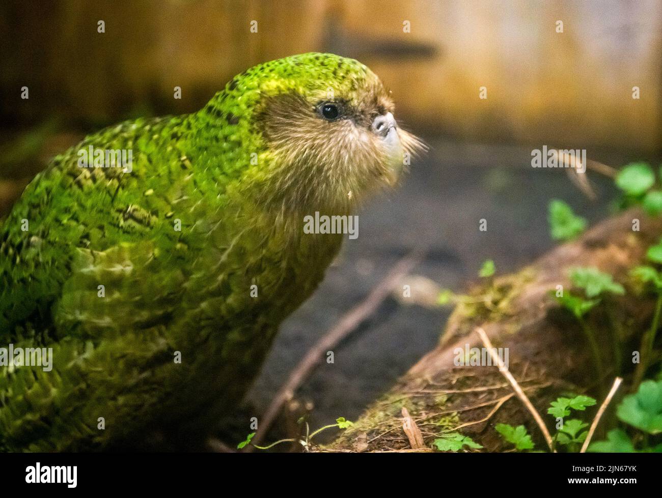 Wellington. 13th de Sep de 2018. Foto tomada el 13 de septiembre de 2018 muestra a un Kakapo en el Ecosantuario Orokonui en Dunedin, Nueva Zelanda. La población de los loros sin vuelo de Nueva Zelandia, que se encuentran en peligro crítico, kakapo, ha aumentado de 197 a 252 en la temporada de reproducción de 2022. Crédito: Yang Liu/Xinhua/Alamy Live News Foto de stock
