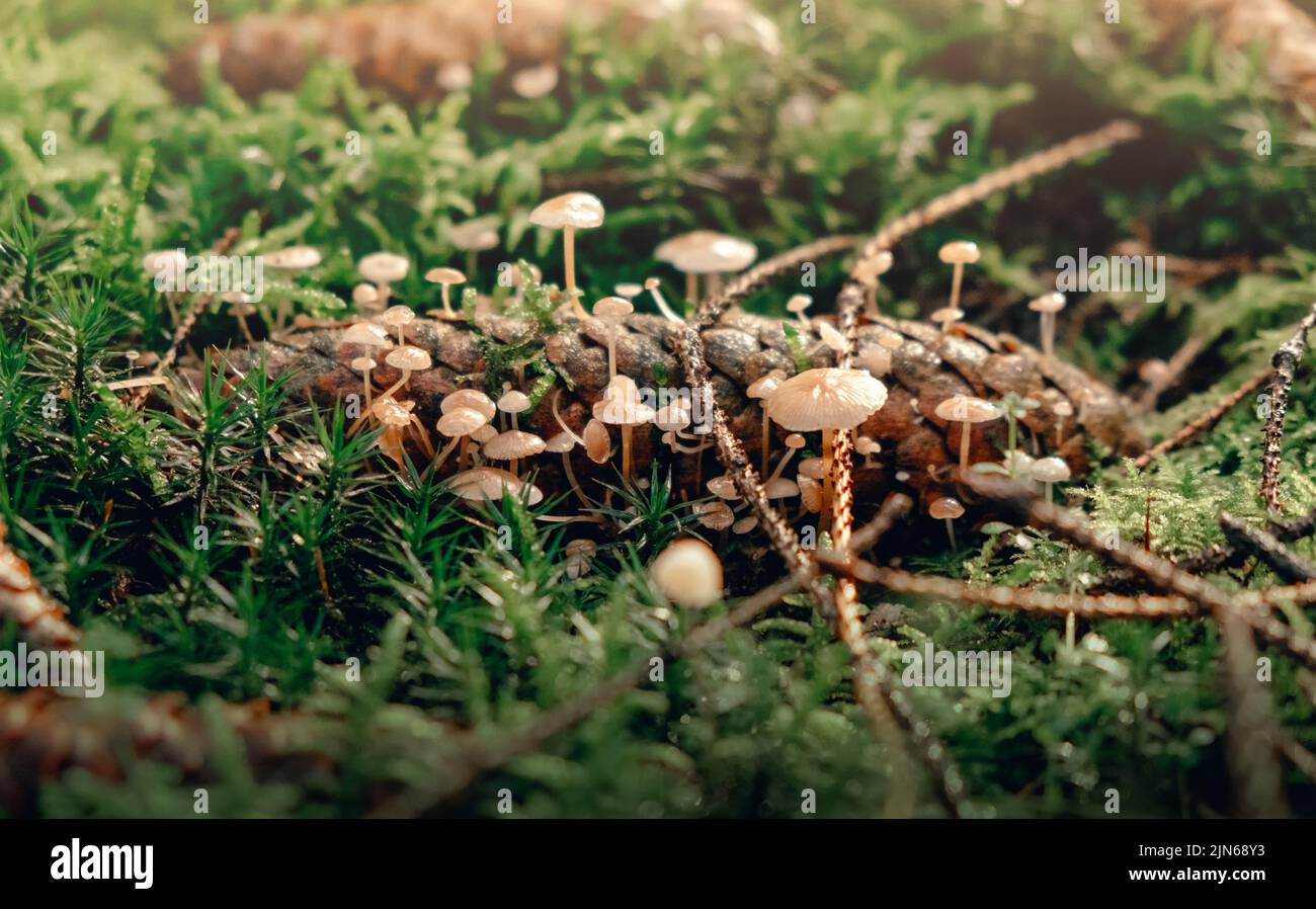 Casco de hada sangrante, Mycena haematopus, champiñones pequeños en el bosque Foto de stock