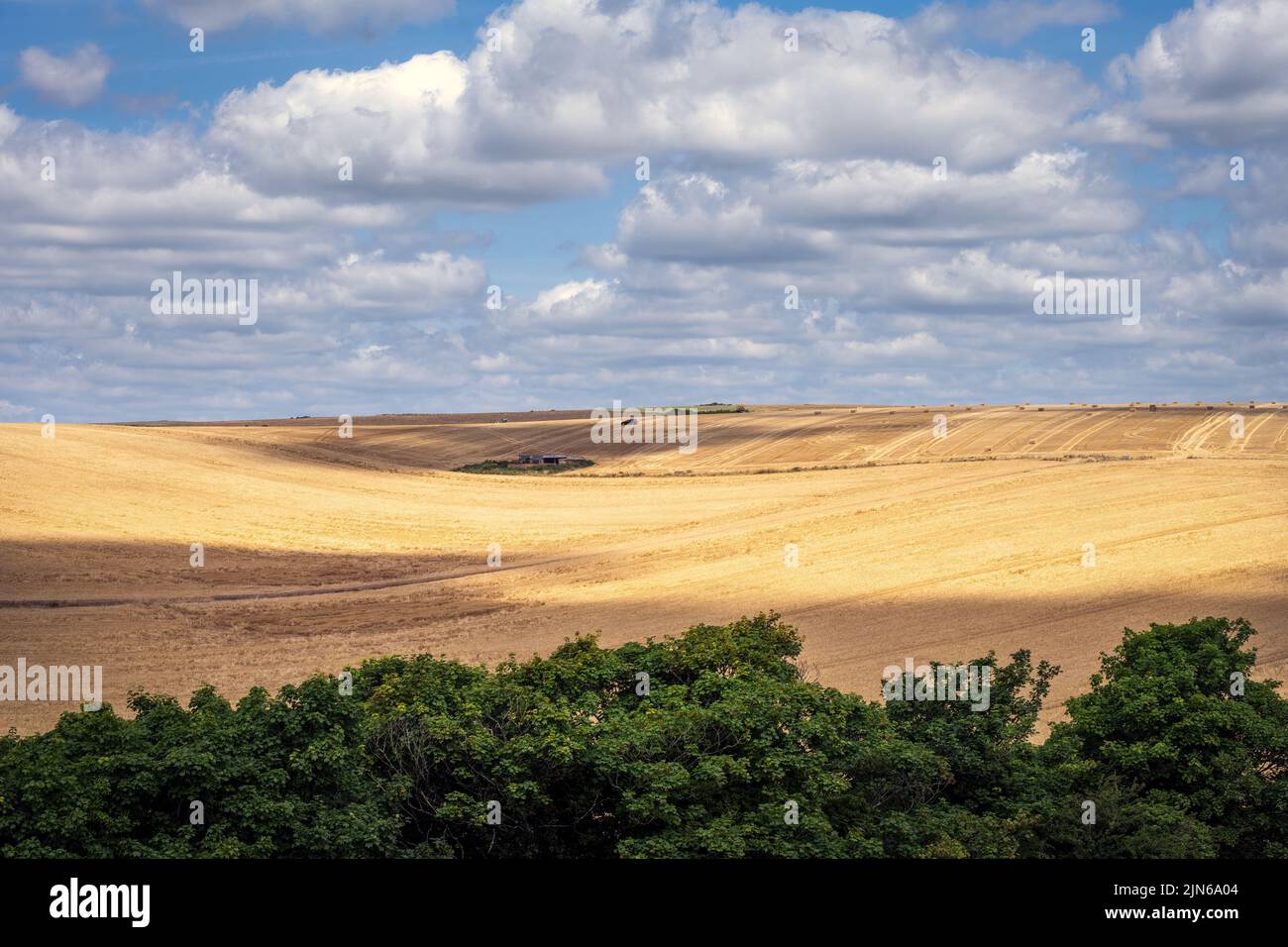 Vista de los campos de cereales en el Parque Nacional South Downs, East Sussex, Inglaterra Foto de stock