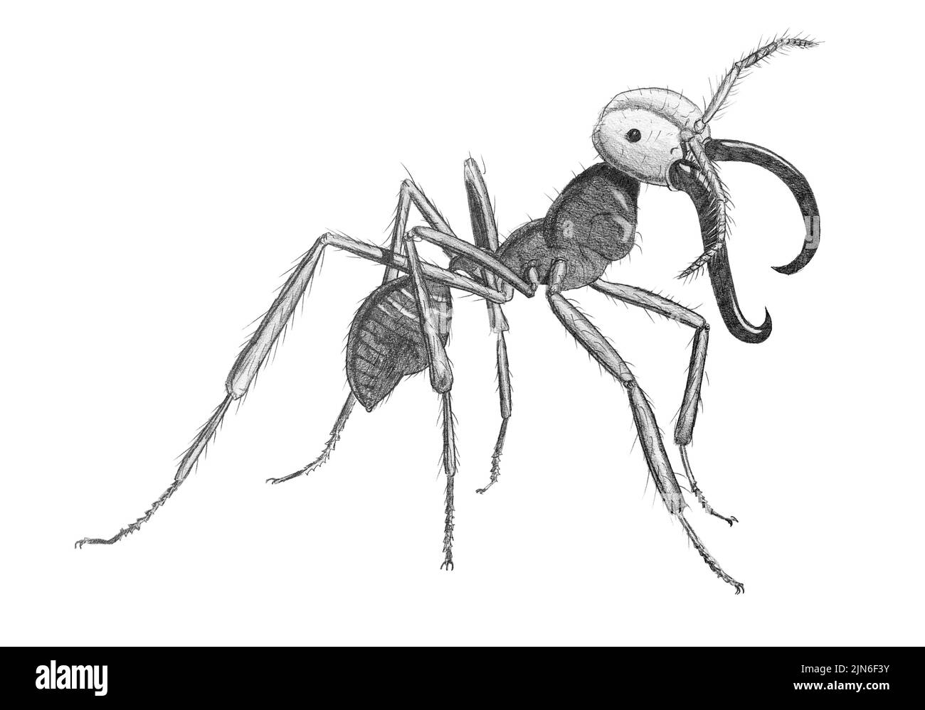 Dibujo a lápiz de una hormiga militar en la espalda blanca Foto de stock