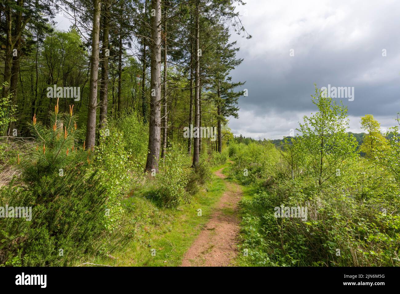 Un sendero a través de Buncombe Wood en Buncombe Hill en Quantock Hills cerca de Cothelstone, Somerset, Inglaterra. Foto de stock