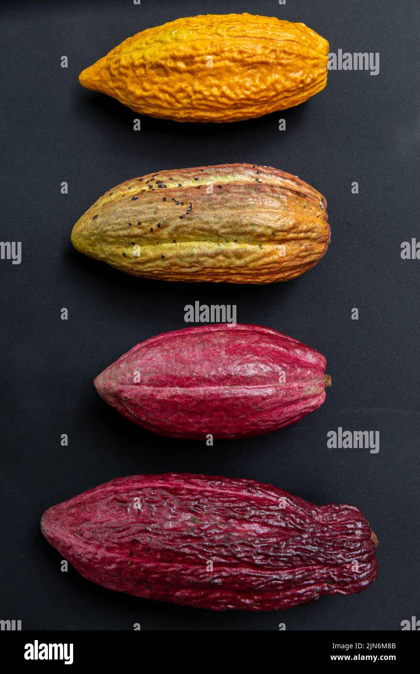 Frutos de cacao multicolores maduros. Alimentos orgánicos. Foto de stock