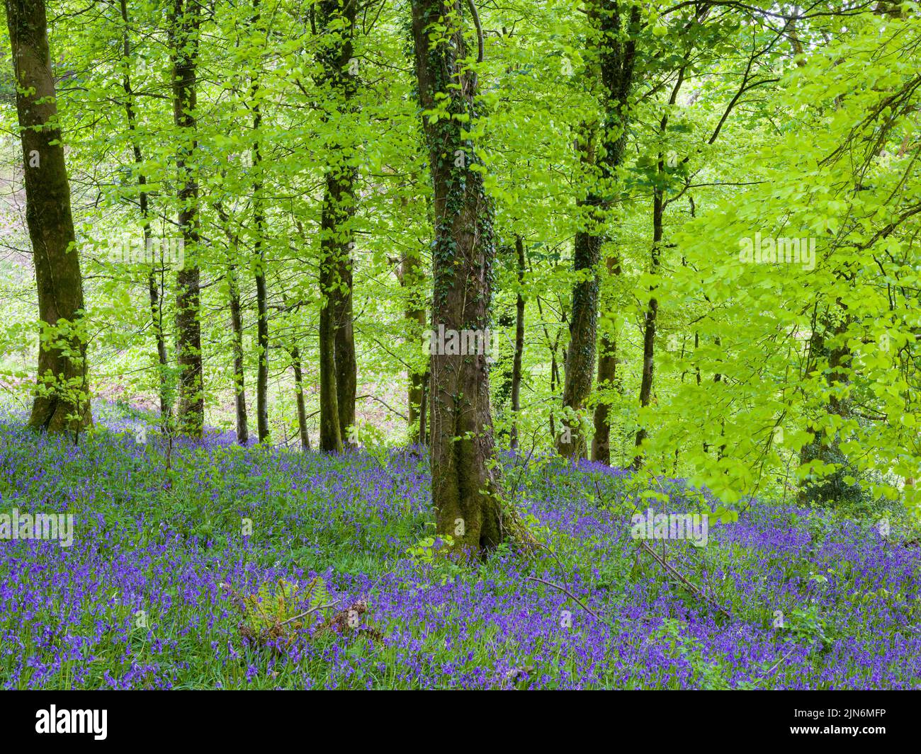Bluebells (hyacinthoides non scripta) en flor en un bosque en Cothelstone Hill en las colinas de Quantock, Somerset, Inglaterra. Foto de stock