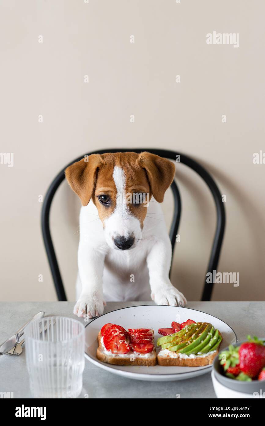 Lindo perro Jack Russell Terrier sentado en la mesa con comida Foto de stock