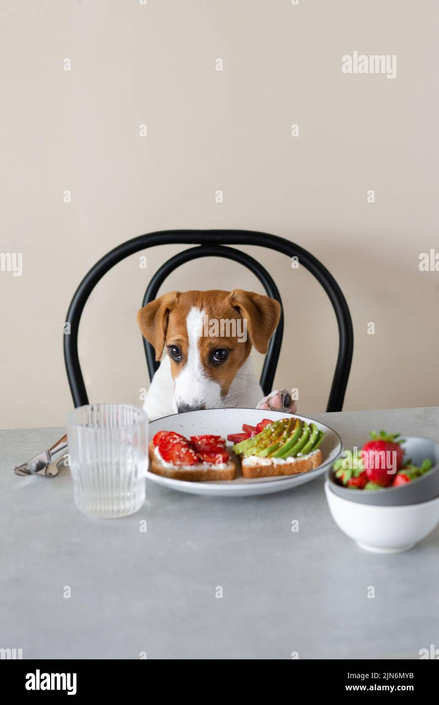 Lindo perro Jack Russell Terrier sentado en la mesa con comida Foto de stock