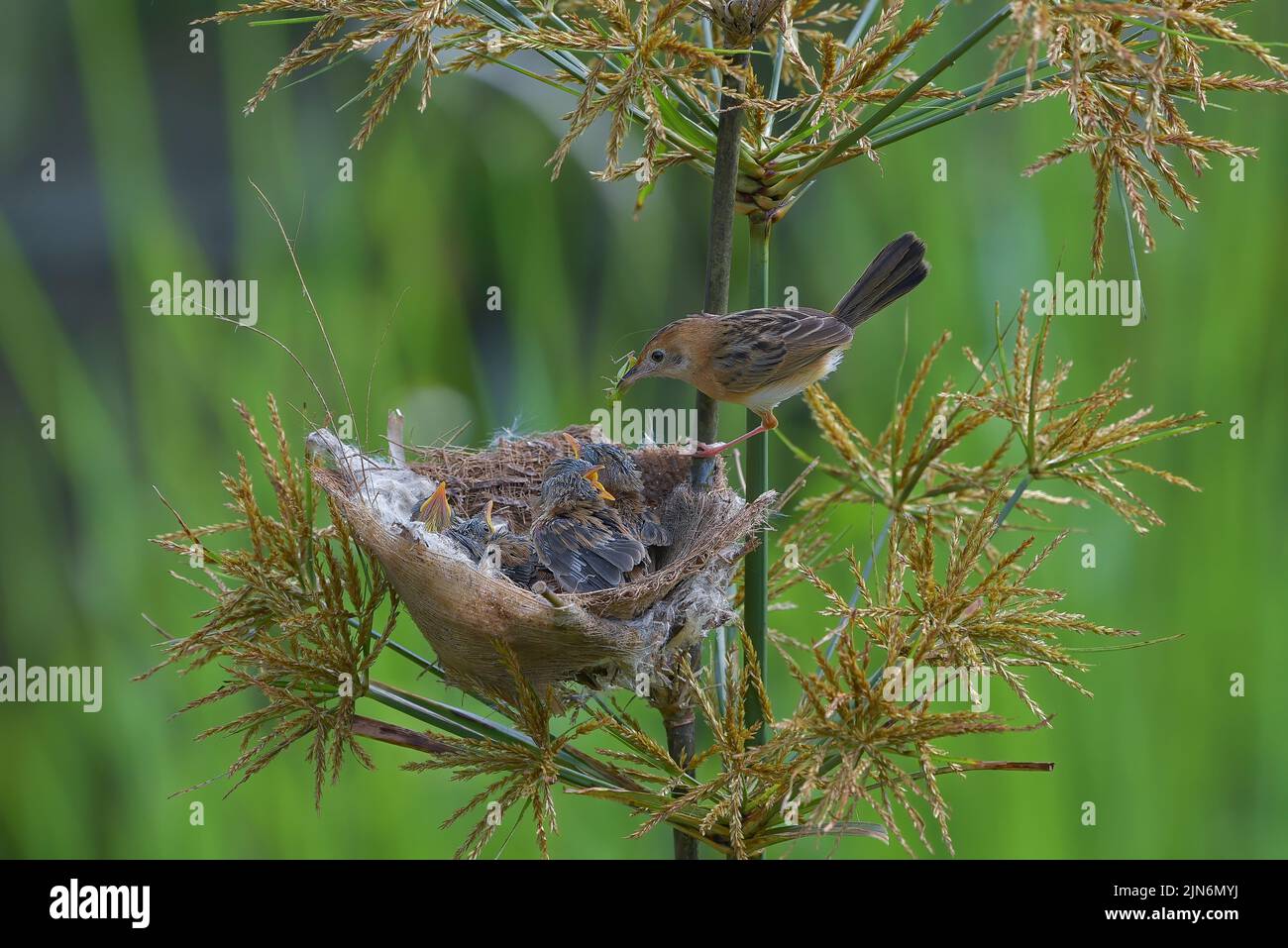El ave cisticola de cabeza dorada trae alimento para su polluelo Foto de stock