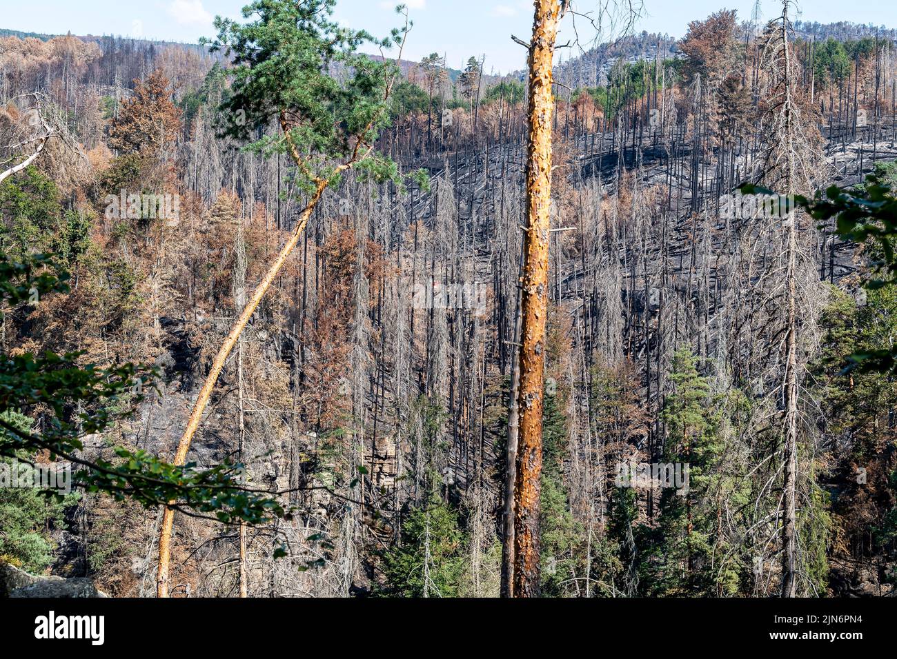 Hrensko, República Checa. 09th de Ago de 2022. Los bosques quemados sobre la Garganta de Edmund (Silencio) en el Parque Nacional Ceske Svycarsko (Suiza Checa), República Checa, 9 de agosto de 2022. Crédito: Ondrej Hajek/CTK Photo/Alamy Live News Foto de stock