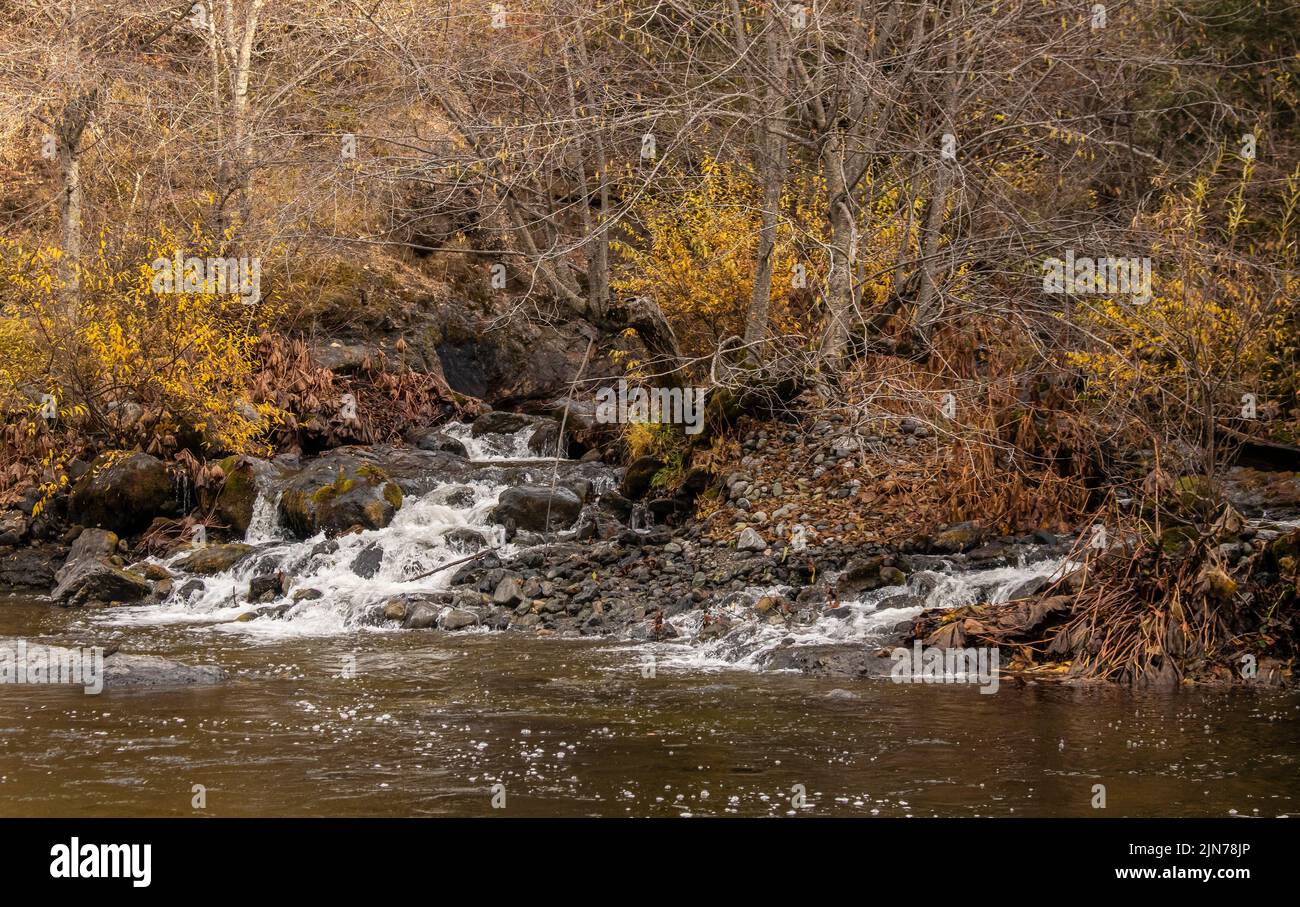 Una pequeña cascada en las montañas fluye en las montañas cubiertas de bosques del norte de California a finales de otoño con follaje amarillo y muerto Foto de stock