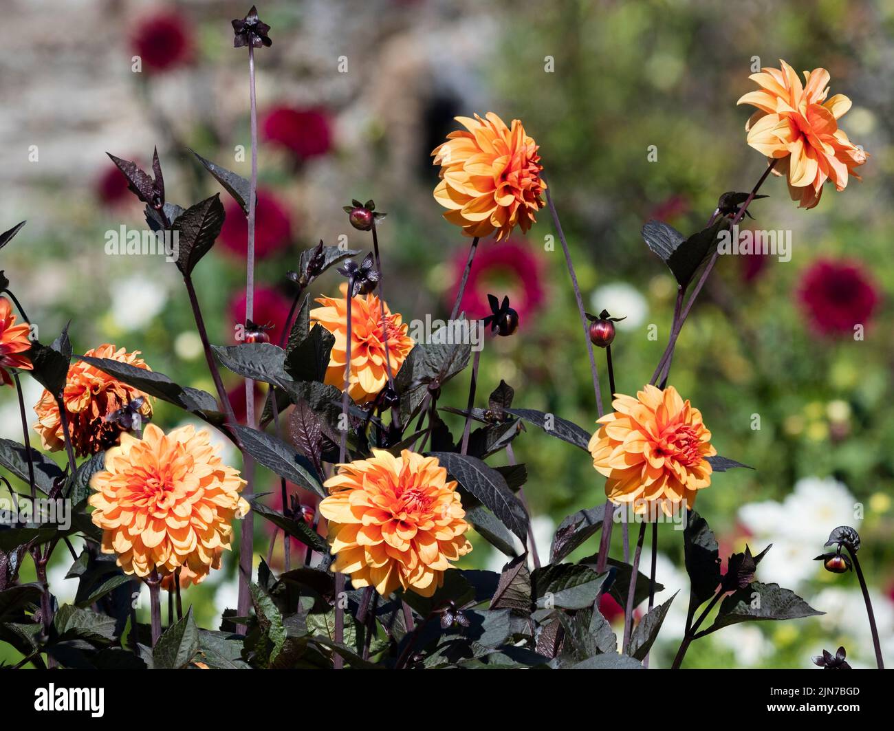 Flores naranjas de verano de la dalia decorativa con hojas oscuras, Dahlia 'David Howard' Foto de stock