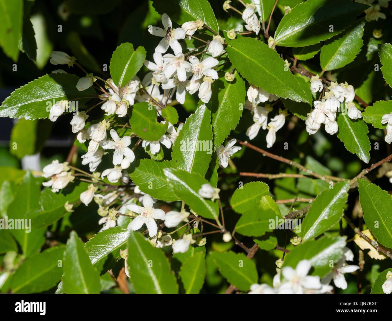 Flores blancas, más tarde de verano, de la madera de ribbonwood perenne de Nueva Zelanda, Hoheria sexstylosa 'Stardust' Foto de stock