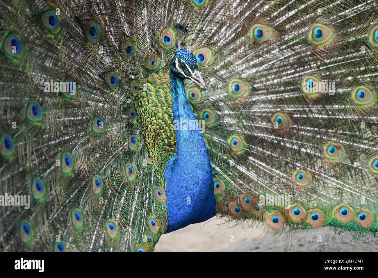 Un primer plano de un hermoso y colorido pavo real esparciendo sus plumas Foto de stock