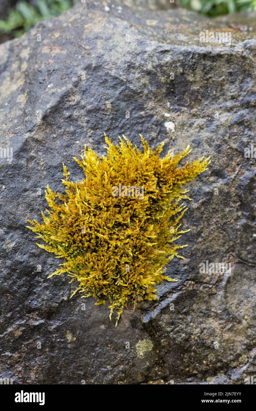 Un musgo amarillo oscuro que se extiende sobre una gran roca. Foto de stock