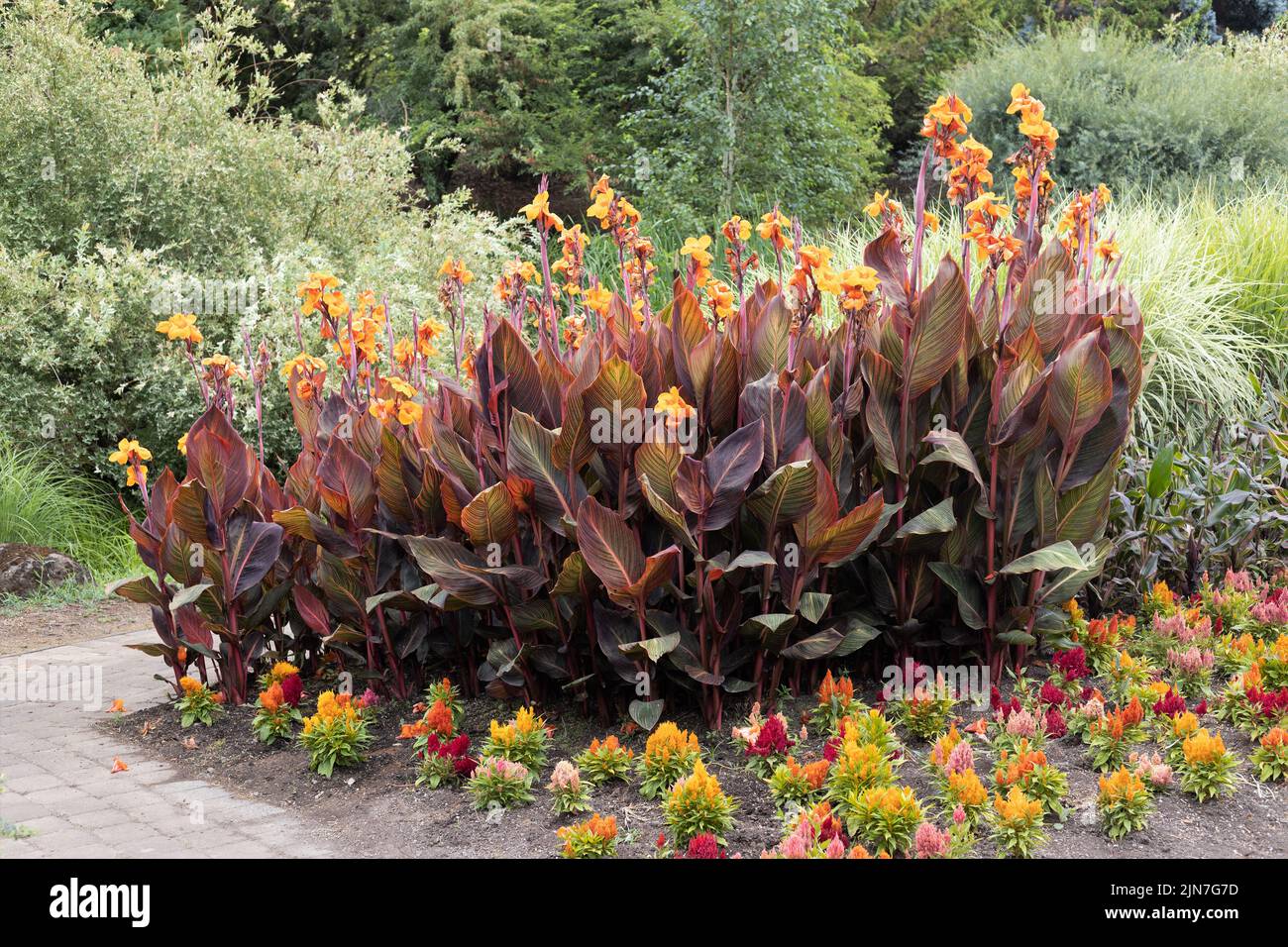 Un jardín de flores de colores cálidos. Foto de stock
