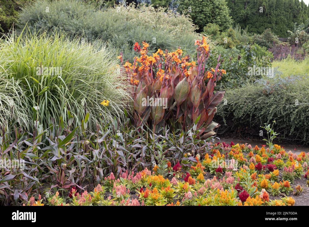 Un jardín de flores de colores cálidos. Foto de stock