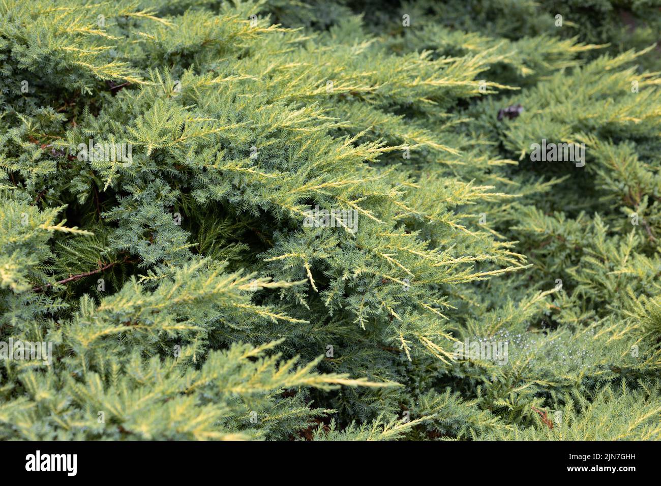 Juniperus x media 'Daub's Frosted'. Foto de stock