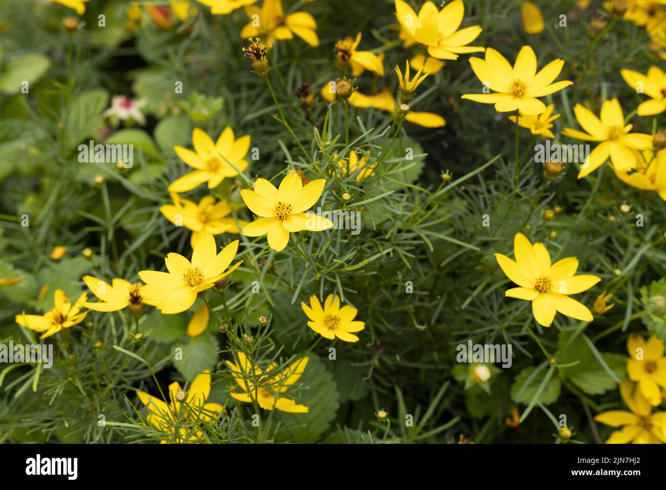 Coreopsis verticillata 'Zagreb' flores. Foto de stock