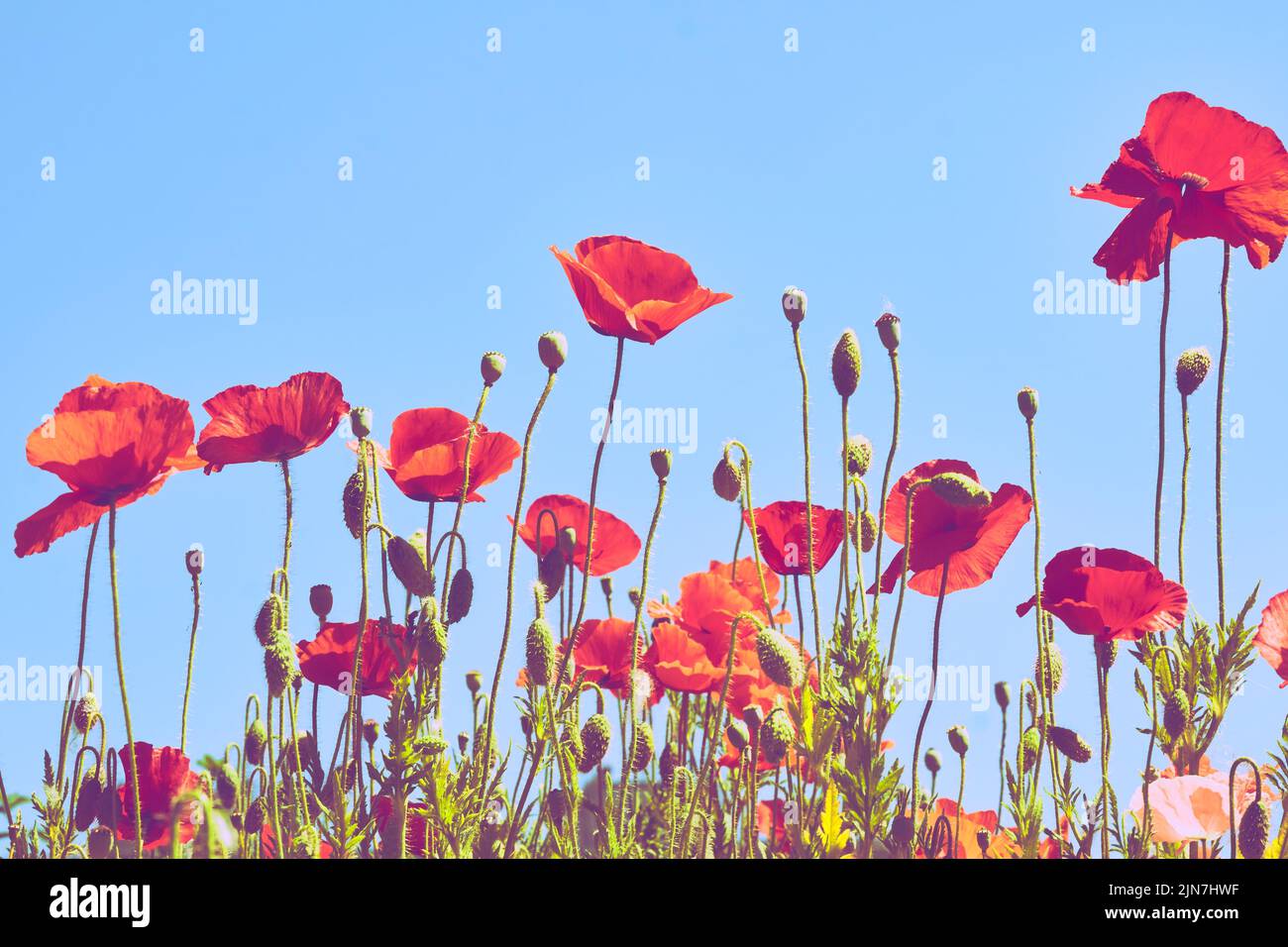 Amapolas rojas escarlata y cielo azul pacífico. Foto de stock