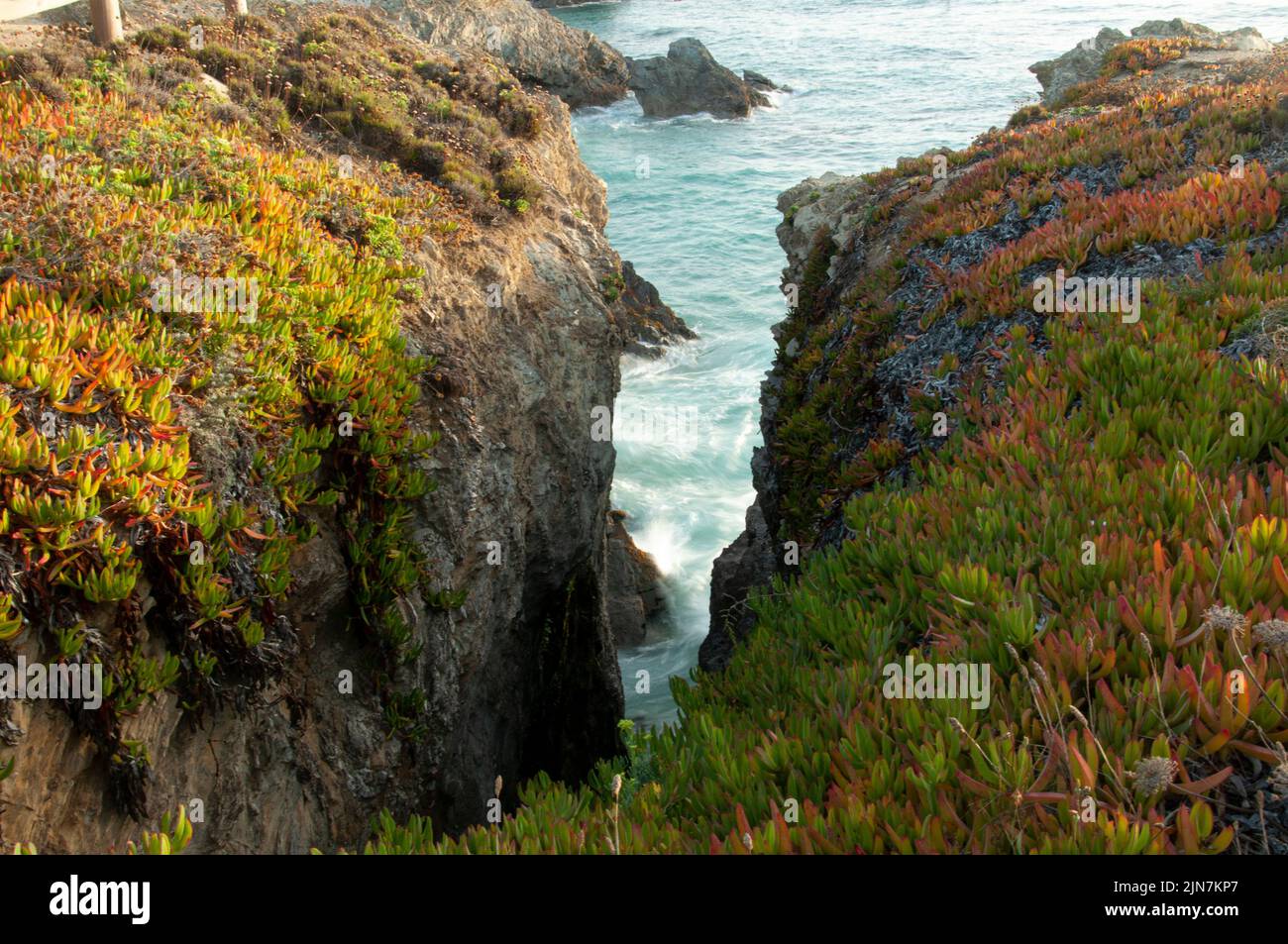 Olas rompiendo contra acantilado en Portugal. Bonita vista de la cueva. Plantas de hielo, Carpobrotus edulis alrededor Foto de stock