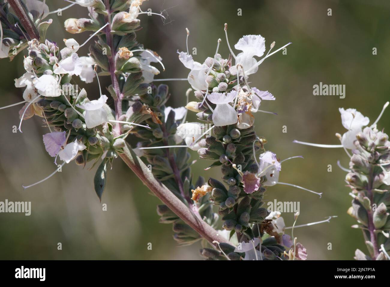 Inflorescencias de cabeza de cimosa blanca con flores de Salvia Apiana, Lamiaceae, arbusto nativo en las Montañas de San Gabriel, Cordillera Transversal, Primavera. Foto de stock