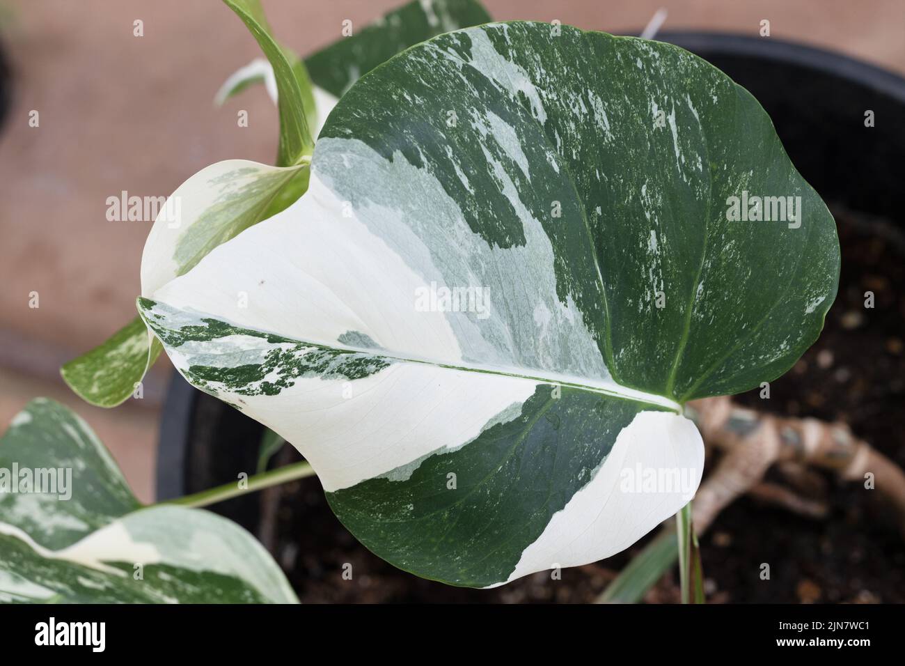 Primer plano de las hojas de una Monstera deliciosa variegata - planta variegada del pan mexicano. Foto de stock