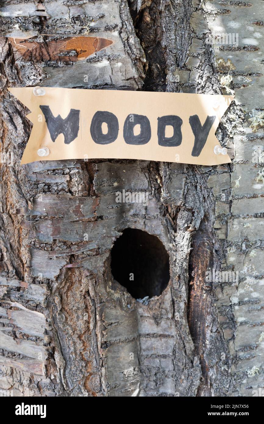 Un tronco de árbol con un agujero y un letrero escrito a mano sobre él que dice 'Woody'. Foto de stock