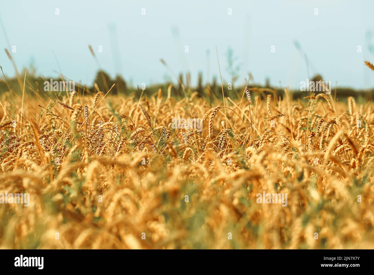 Campo de trigo. El concepto de la crisis alimentaria mundial Foto de stock