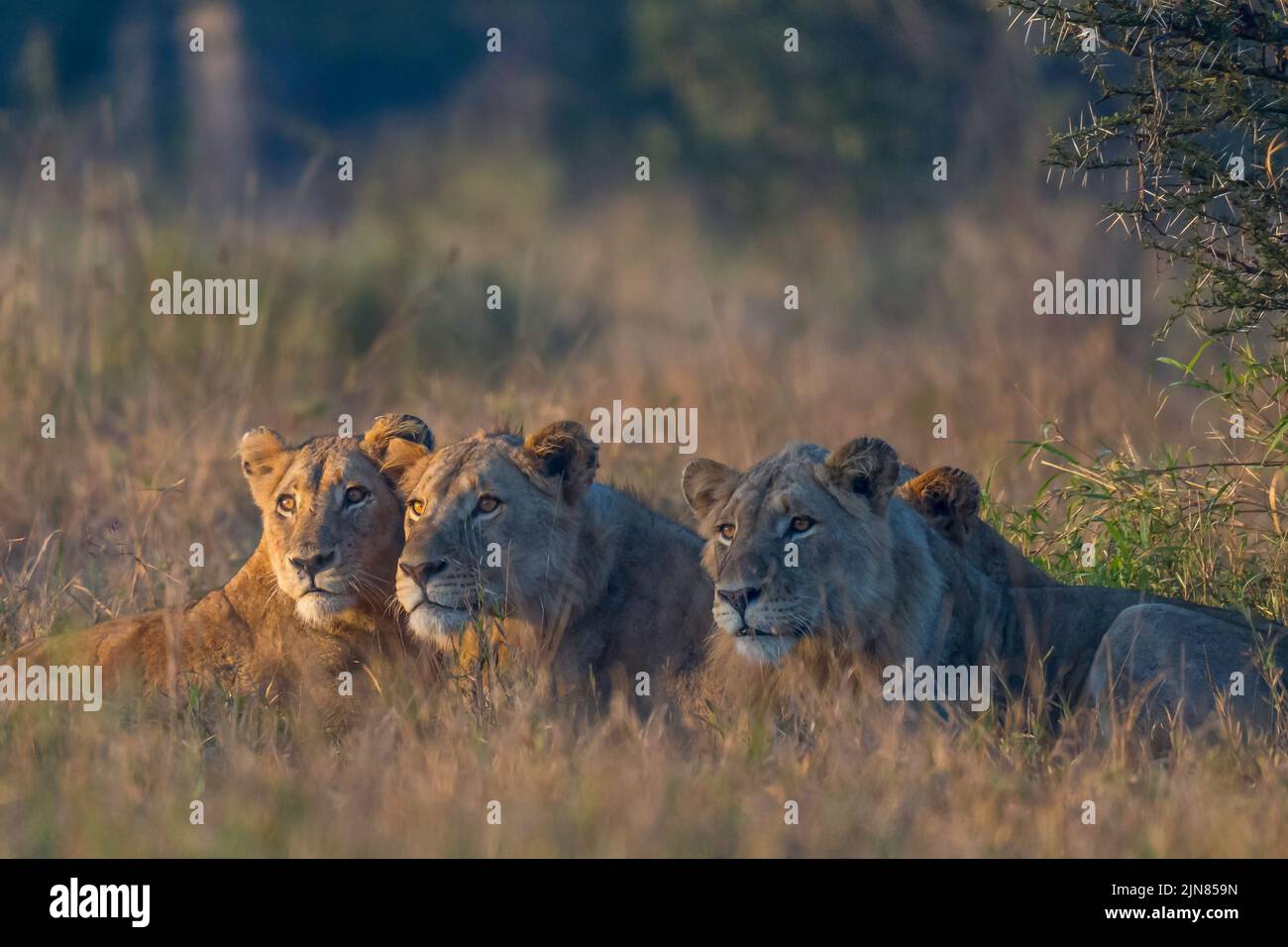 Jóvenes leones tendidos en espera a primera hora de la tarde al comienzo de una caza. Foto de stock