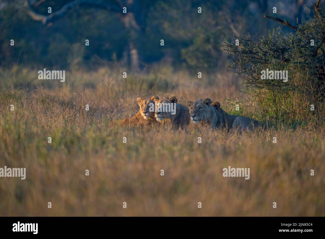 Grupo de jóvenes leones en espera listos para cazar Foto de stock