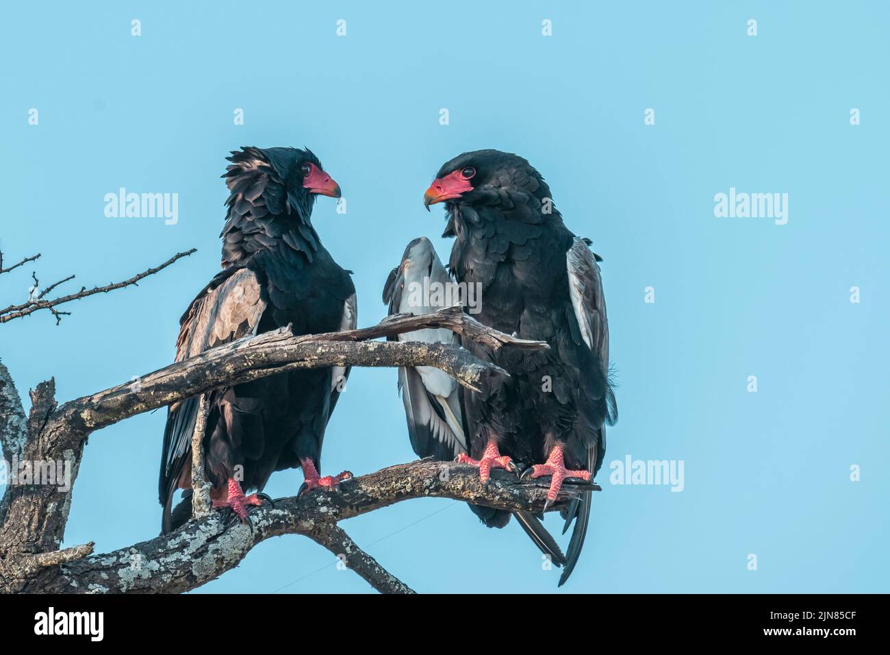 Dos Águilas Bateleur encaramadas en la rama de un árbol muerto Foto de stock