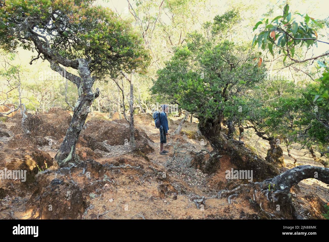 Samuel Sabneno, un aldeano y un guía de ecoturismo de tiempo parcial, de pie en medio de la vegetación de montaña en un bosque cerca de la aldea Fatumassi en Timor Central Sur, East Nusa Tenggara, Indonesia. Foto de stock
