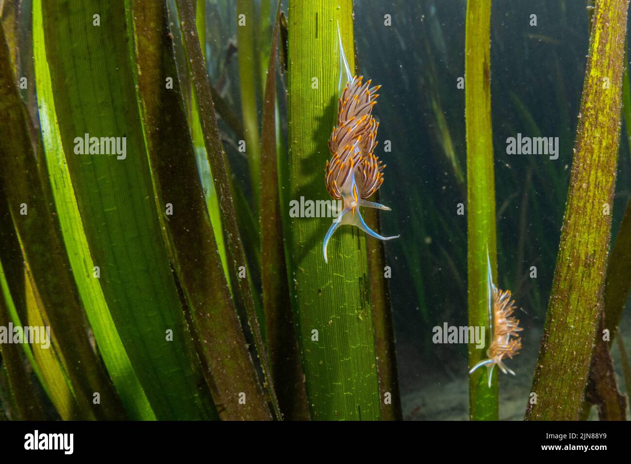 Dos nudibranquios espesos con cuernos u opalescentes (Hermissenda crassicornis) que se abren paso a través de la hierba de los cuernos en el santuario marino farallones en CA. Foto de stock