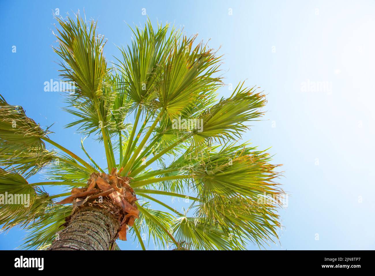 La palma sale contra el cielo azul en un caluroso día de verano Foto de stock
