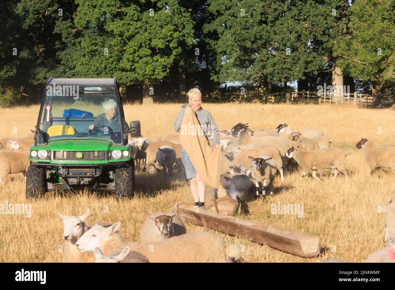 Uffington, Lincolnshire, Reino Unido. 10th de agosto de 2022 Uffington Lincolnshire Un agricultor que tiene que alimentar ovejas y corderos debido a la sequía de las grosellas ha abandonado la granja sin pasto suficiente para alimentar el ganado. Crédito: Tim Scrivener/Alamy Live News Foto de stock
