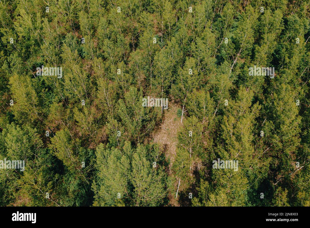 Paisaje de bosque de álamo caducifolio desde arriba, fotografía pov de drones de copas de árboles balanceándose en el viento Foto de stock