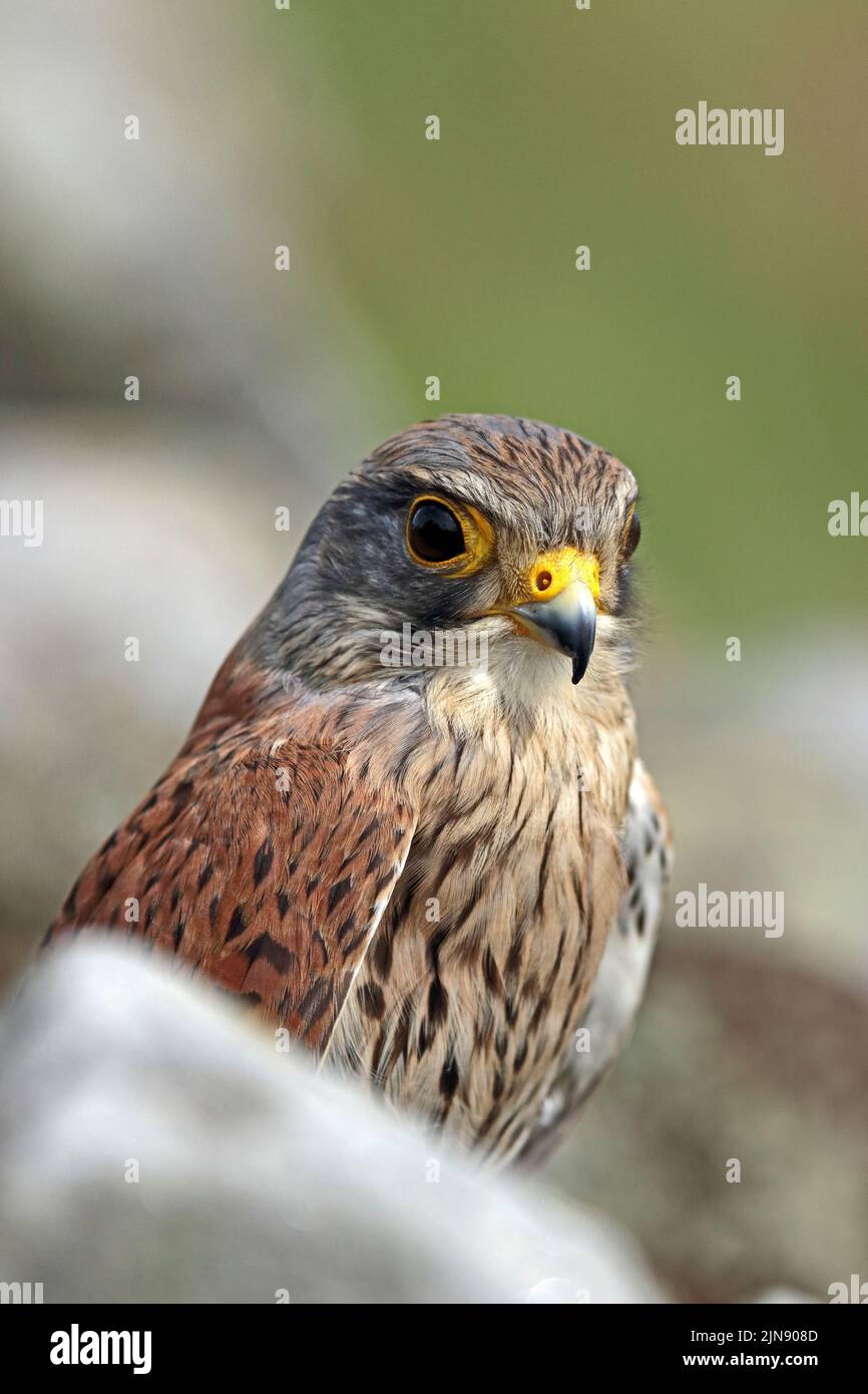 Cernícalo vulgar (Falco tinnunculus) Foto de stock