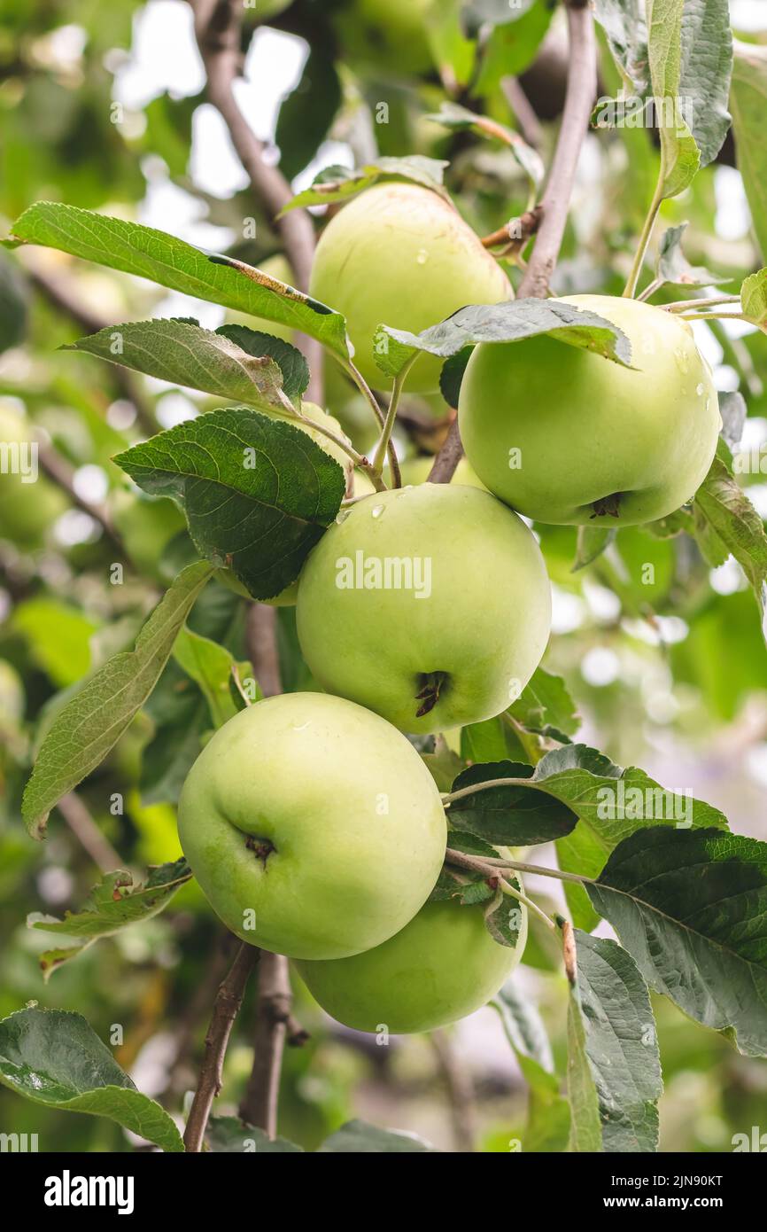 Manzanas verdes con gotas de lluvia sobre un árbol en verano. Jardín Orchard en agosto. Enfoque selectivo. Frutas jugosas creciendo, primer plano. Concepto de cosecha Foto de stock