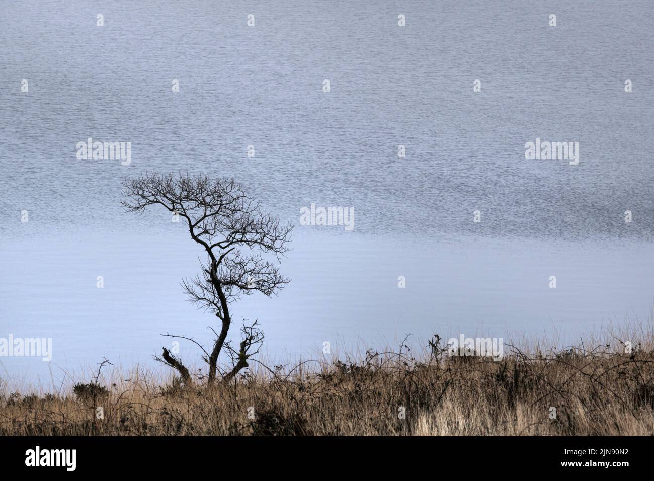 Misty tiempo húmedo sobre un solitario atormentado retorcido árbol rocoso que crece en la costa del Lago Colliford en el accidentado Bodmnin Moor en Cornwall. Foto de stock