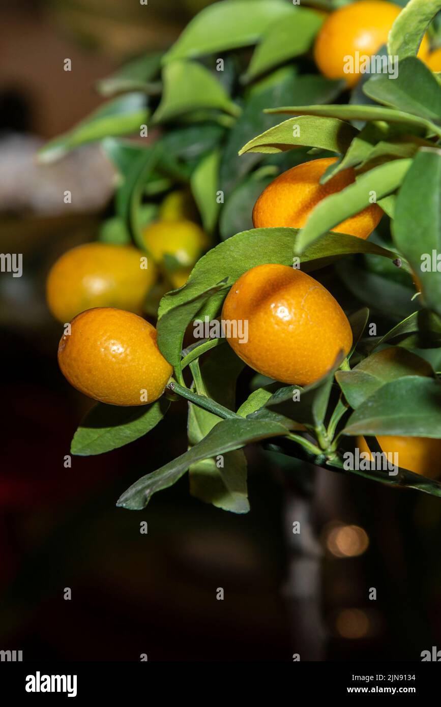 Planta de Kumquat cítricos. Foto de stock