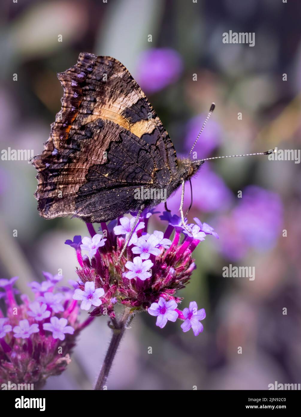 Una pequeña y hermosa mariposa Tortoiseshell, (Aglais urticae), con sus alas cerradas y mostrando la parte inferior, alimentándose de una flor de Verbena Foto de stock