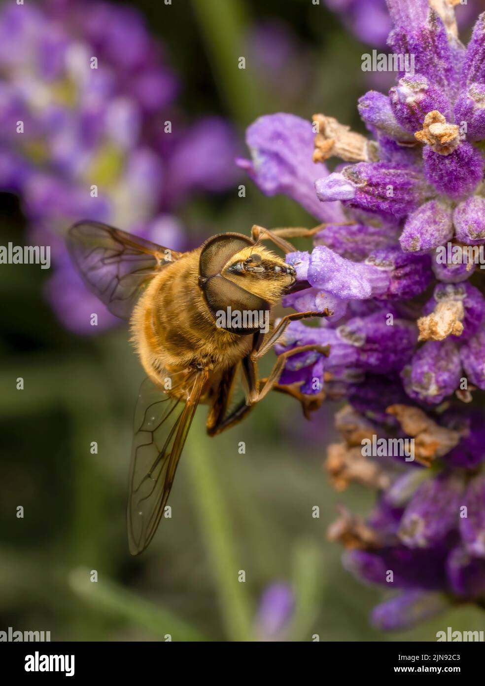 Una mosca inofensiva del buzo, con grandes ojos rojos, sorbe el néctar de las flores de una planta de Verbena Foto de stock