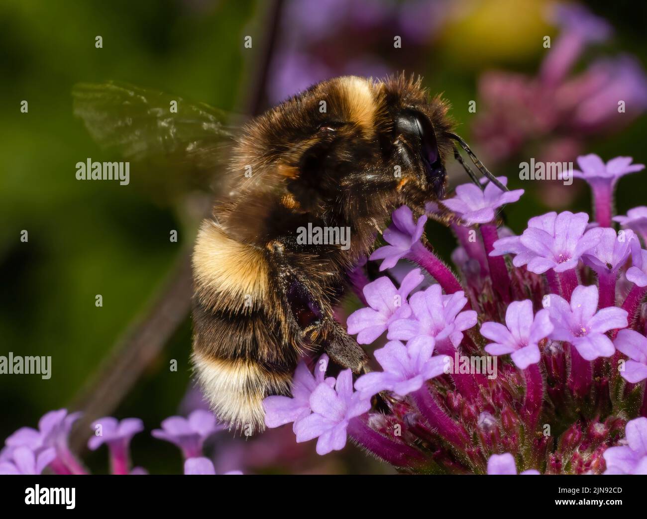 Una abeja de cola blanca muy peluda alimentándose de, y pollenando una flor de Verbena Foto de stock