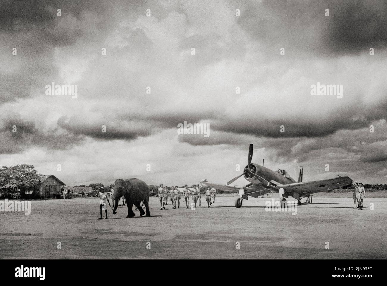 Un elefante tira de una oportunidad que Fought Corsair en un aeródromo de Fleet Air Arm en la India. La habilidad y la fuerza del elefante para maniobrar objetos grandes fue particularmente útil en el Lejano Oriente, donde había pocas buenas carreteras. El American Vould F4U Corsair fue diseñado y operado como un avión de combate basado en portaaviones, que vio servicio en la Segunda Guerra Mundial En 1943, la Royal Navy recibió su primer lote de 95 Vought F4U-1s, dada la designación 'Corsair [Mark] I', con los primeros escuadrones fueron montados y entrenados en la costa este de los Estados Unidos. Foto de stock