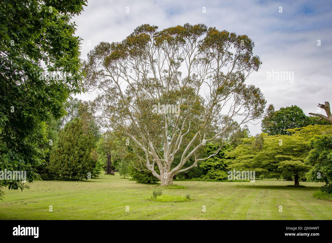 Jardín con árboles rara vez en el Castillo de Blarney. Irlanda, condado de Cork Foto de stock