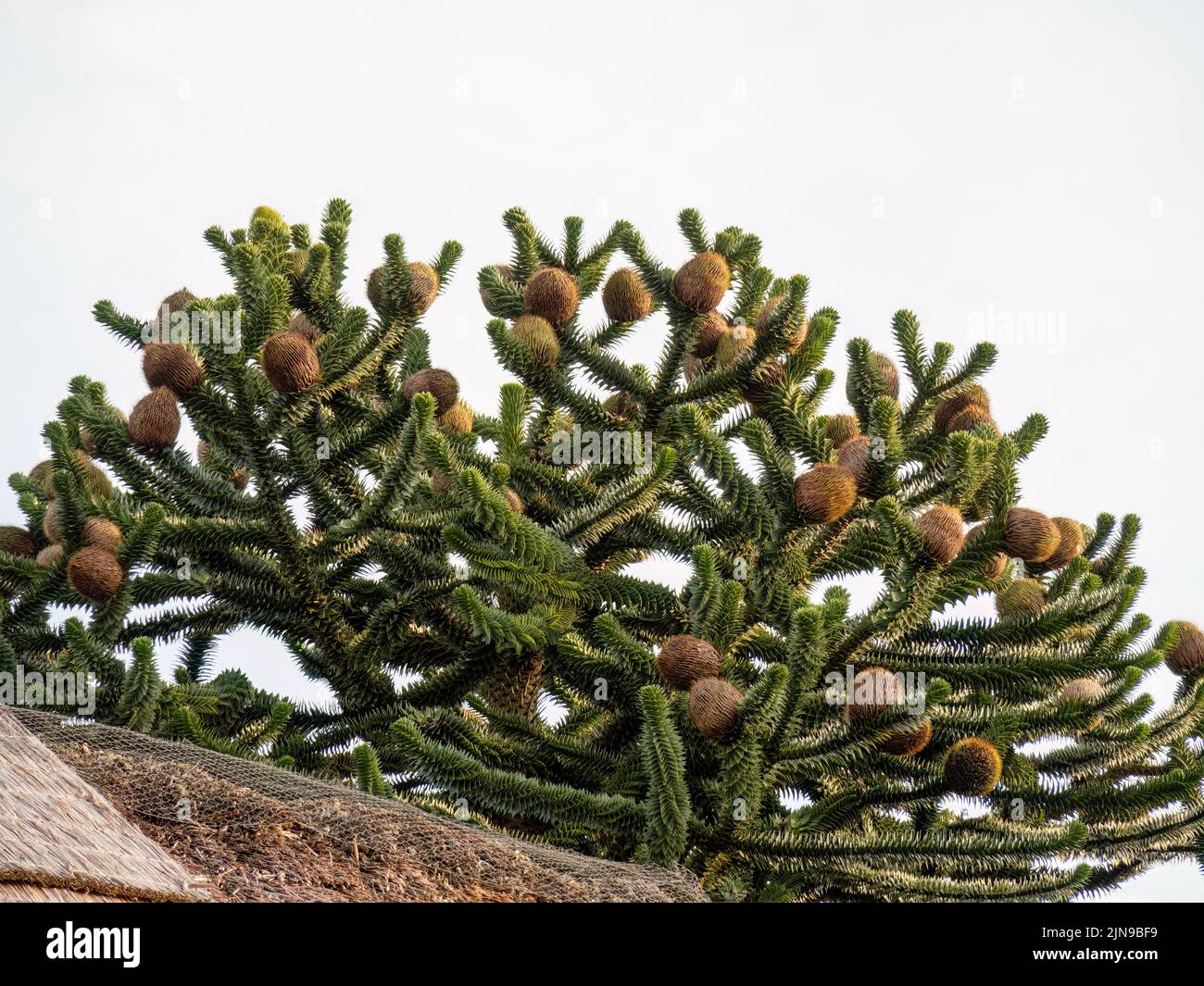 The Female Fruit of the Monkey Puzzle Tree, Araucaria araucana, en Devon, Inglaterra, Reino Unido. Foto de stock