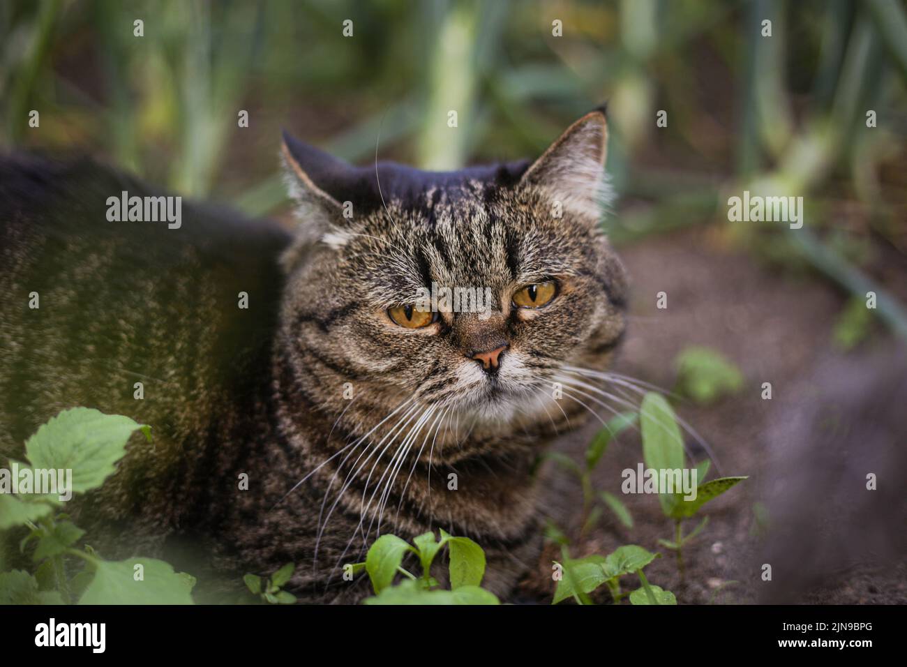 Un gato oscuro se encuentra en un jardín verde en un día de verano de primer plano Foto de stock