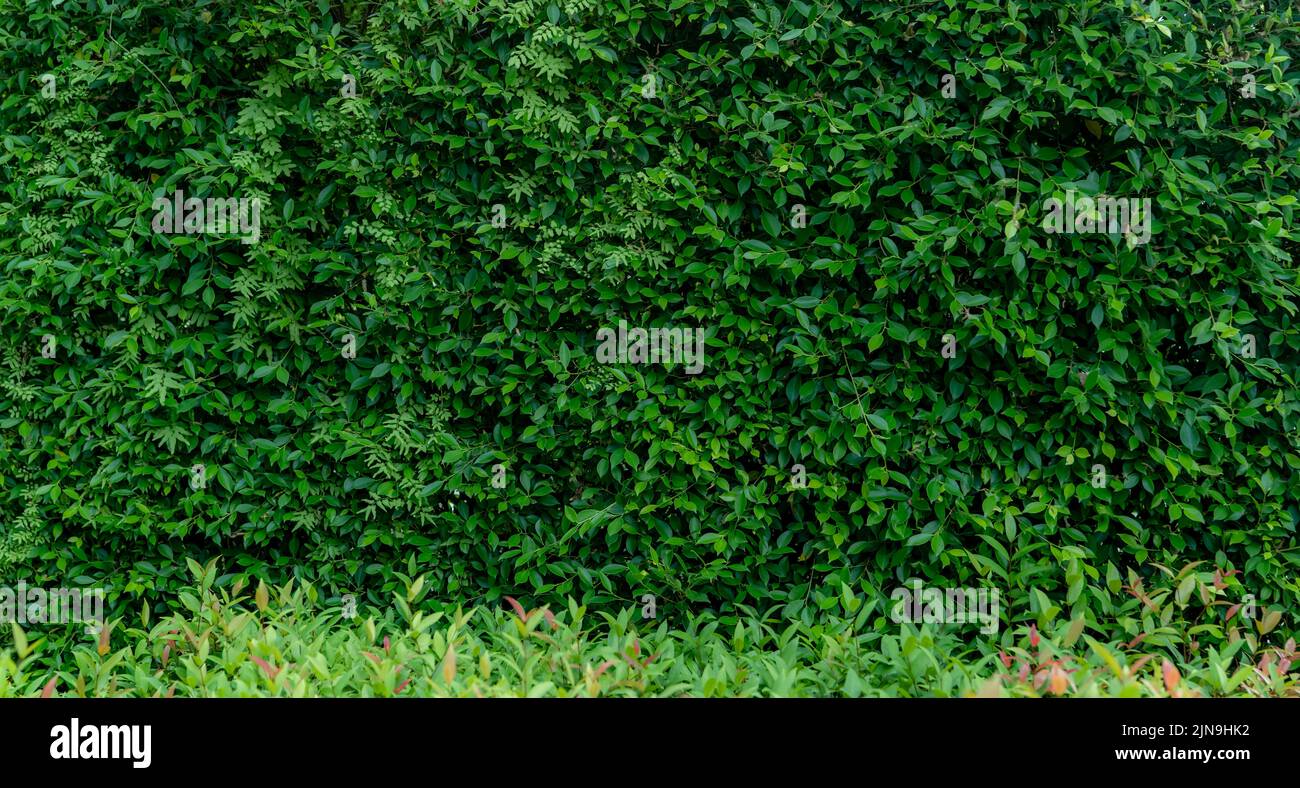 Pequeñas hojas verdes en fondo de textura de pared de cobertura. Cerca de la planta de seto verde en el jardín. Muro de protección ecológico perenne. Fondo natural. Belleza en la naturaleza Foto de stock