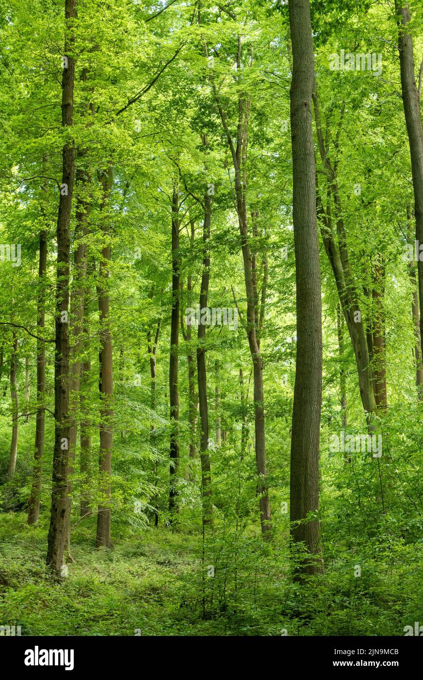 Francia, Eure, Lyon la Foret, bosque nacional de Lyon, hayas europeas (Fagus sylvatica) // Francia, Eure (27), Lyons-la-Forêt, Forêt domaniale de Lyons Foto de stock