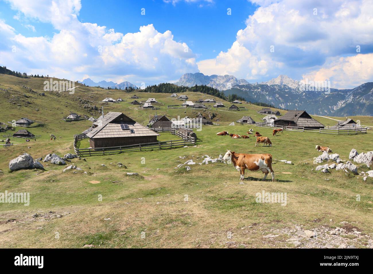 Cabañas y vacas en la Gran Meseta de la Montaña en Eslovenia, en los Alpes Savinja de Kamnik Foto de stock