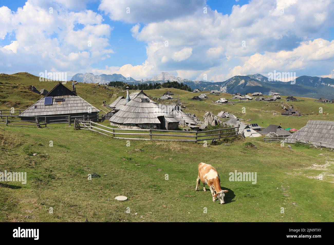 Cabañas y vacas en la Gran Meseta de la Montaña en Eslovenia, en los Alpes Savinja de Kamnik Foto de stock