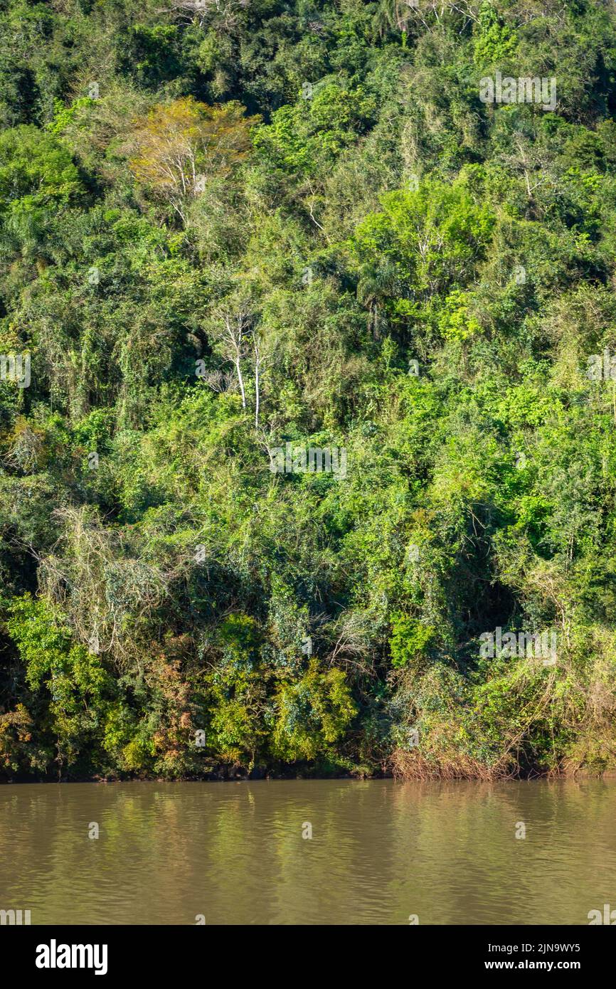 Bosque tropical lluvioso en el Parque Nacional Iguazú, Brasil, América